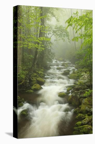 Stream at Roaring Fork Trail in the Smokies, Great Smoky Mountains National Park, Tennessee, USA-Joanne Wells-Stretched Canvas