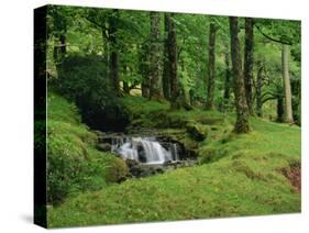 Stream Cascades over Rocks in Woods at Delphi, County Mayo, Connacht, Eire, Europe-Rainford Roy-Stretched Canvas