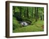 Stream Cascades over Rocks in Woods at Delphi, County Mayo, Connacht, Eire, Europe-Rainford Roy-Framed Photographic Print