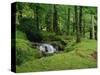 Stream Cascades over Rocks in Woods at Delphi, County Mayo, Connacht, Eire, Europe-Rainford Roy-Stretched Canvas