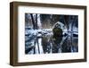 Stream Course in the Winter Wood, Triebtal, Vogtland, Saxony, Germany-Falk Hermann-Framed Photographic Print