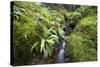 Stream Course, Plants, Nature, Scotland, Great Britain, the North, Summer, Vegetation, Flora, Water-Hawi-Stretched Canvas