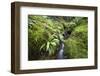 Stream Course, Plants, Nature, Scotland, Great Britain, the North, Summer, Vegetation, Flora, Water-Hawi-Framed Photographic Print