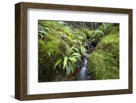 Stream Course, Plants, Nature, Scotland, Great Britain, the North, Summer, Vegetation, Flora, Water-Hawi-Framed Photographic Print