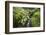 Stream Course, Plants, Nature, Scotland, Great Britain, the North, Summer, Vegetation, Flora, Water-Hawi-Framed Photographic Print