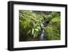 Stream Course, Plants, Nature, Scotland, Great Britain, the North, Summer, Vegetation, Flora, Water-Hawi-Framed Photographic Print