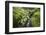 Stream Course, Plants, Nature, Scotland, Great Britain, the North, Summer, Vegetation, Flora, Water-Hawi-Framed Photographic Print