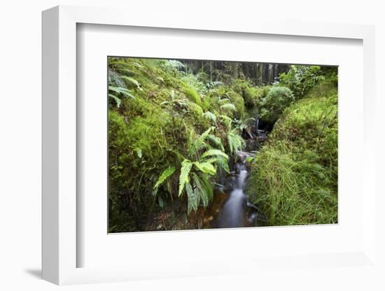Stream Course, Plants, Nature, Scotland, Great Britain, the North, Summer, Vegetation, Flora, Water-Hawi-Framed Photographic Print