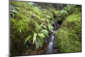 Stream Course, Plants, Nature, Scotland, Great Britain, the North, Summer, Vegetation, Flora, Water-Hawi-Mounted Photographic Print