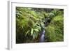 Stream Course, Plants, Nature, Scotland, Great Britain, the North, Summer, Vegetation, Flora, Water-Hawi-Framed Photographic Print