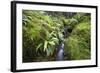 Stream Course, Plants, Nature, Scotland, Great Britain, the North, Summer, Vegetation, Flora, Water-Hawi-Framed Photographic Print