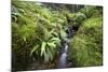 Stream Course, Plants, Nature, Scotland, Great Britain, the North, Summer, Vegetation, Flora, Water-Hawi-Mounted Photographic Print