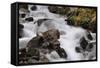 Stream Falls II-Logan Thomas-Framed Stretched Canvas