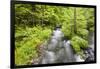 Stream Flowing Between Obersee And Konigssee. Berchtesgaden National Park. Upper Bavaria. Germany-Oscar Dominguez-Framed Photographic Print