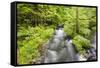 Stream Flowing Between Obersee And Konigssee. Berchtesgaden National Park. Upper Bavaria. Germany-Oscar Dominguez-Framed Stretched Canvas