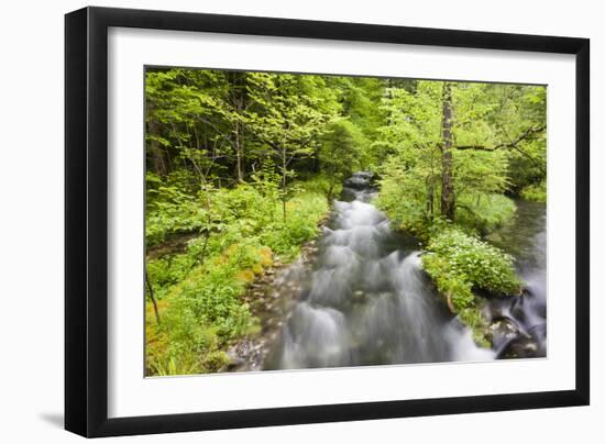 Stream Flowing Between Obersee And Konigssee. Berchtesgaden National Park. Upper Bavaria. Germany-Oscar Dominguez-Framed Photographic Print