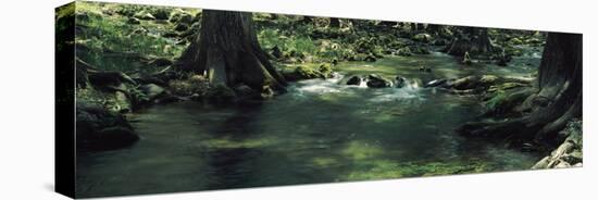 Stream flowing in a forest, Honey Creek, Texas, USA-null-Stretched Canvas