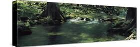 Stream flowing in a forest, Honey Creek, Texas, USA-null-Stretched Canvas