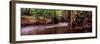 Stream Flowing in a Forest, Shell Creek, Florida, USA-null-Framed Photographic Print