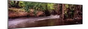 Stream Flowing in a Forest, Shell Creek, Florida, USA-null-Mounted Photographic Print