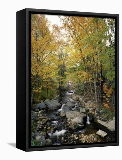 Stream Flowing in a Forest, Vermont, USA-null-Framed Stretched Canvas