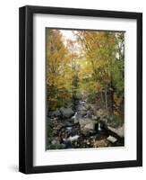 Stream Flowing in a Forest, Vermont, USA-null-Framed Photographic Print