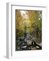 Stream Flowing in a Forest, Vermont, USA-null-Framed Photographic Print