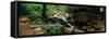 Stream Flowing in Forest, Lost Valley State Park, Ozark National Forest, Ozark Mountains, Arkansas-null-Framed Stretched Canvas