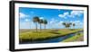 Stream flowing through a field, Florida, USA-null-Framed Photographic Print