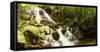 Stream flowing through a forest, Tzaneen, Limpopo Province, South Africa-null-Framed Stretched Canvas
