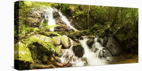 Stream flowing through a forest, Tzaneen, Limpopo Province, South Africa-null-Stretched Canvas