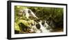 Stream flowing through a forest, Tzaneen, Limpopo Province, South Africa-null-Framed Photographic Print