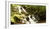 Stream flowing through a forest, Tzaneen, Limpopo Province, South Africa-null-Framed Photographic Print