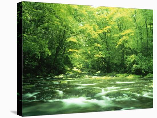 Stream Flowing Through a Forest-null-Stretched Canvas