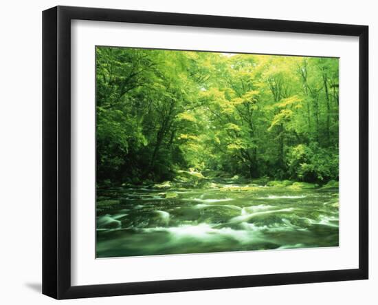 Stream Flowing Through a Forest-null-Framed Premium Photographic Print