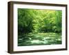 Stream Flowing Through a Forest-null-Framed Photographic Print