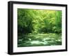 Stream Flowing Through a Forest-null-Framed Photographic Print