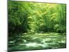 Stream Flowing Through a Forest-null-Mounted Photographic Print