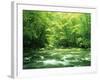 Stream Flowing Through a Forest-null-Framed Photographic Print