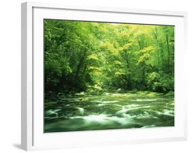 Stream Flowing Through a Forest-null-Framed Photographic Print