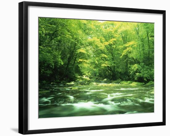 Stream Flowing Through a Forest-null-Framed Photographic Print