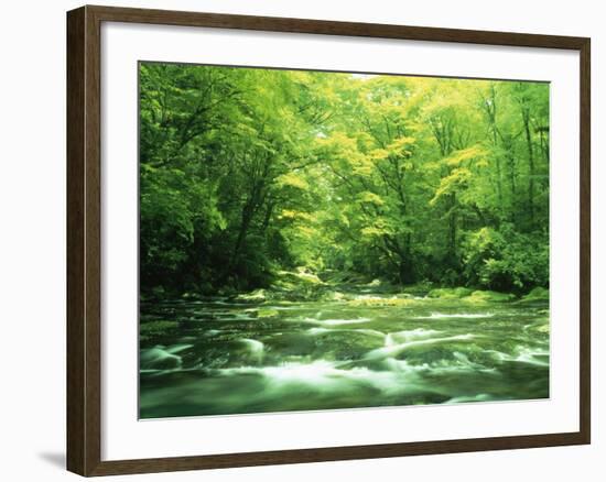 Stream Flowing Through a Forest-null-Framed Photographic Print