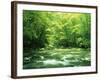 Stream Flowing Through a Forest-null-Framed Photographic Print