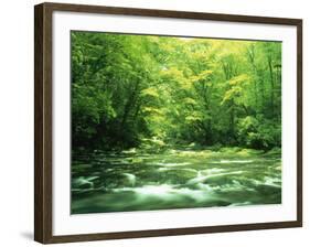 Stream Flowing Through a Forest-null-Framed Photographic Print