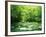 Stream Flowing Through a Forest-null-Framed Photographic Print