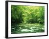 Stream Flowing Through a Forest-null-Framed Photographic Print