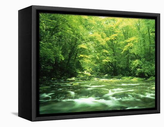 Stream Flowing Through a Forest-null-Framed Stretched Canvas