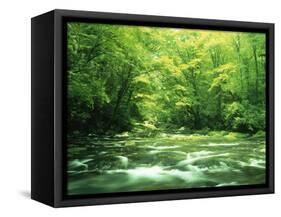 Stream Flowing Through a Forest-null-Framed Stretched Canvas