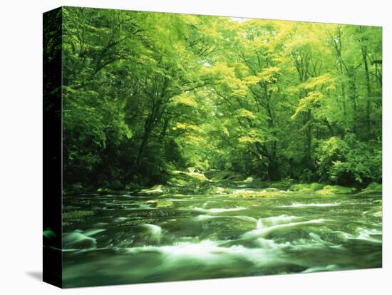 Stream Flowing Through a Forest-null-Stretched Canvas