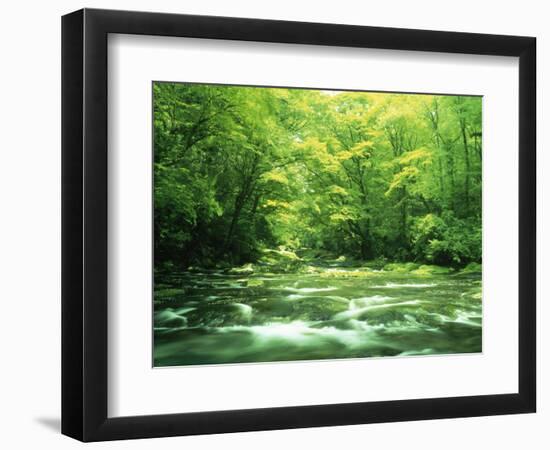 Stream Flowing Through a Forest-null-Framed Photographic Print